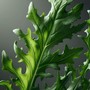 Menu55 - Rukola 10g